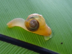 Helicarion perfragilis