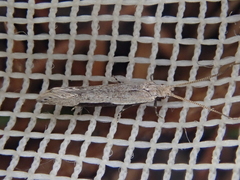 Sagephora subcarinata