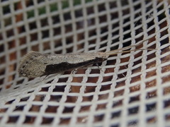 Sagephora subcarinata