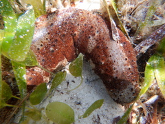 Holothuria hartmeyeri