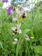 Neglected Bee Orchid (Ophrys neglecta)