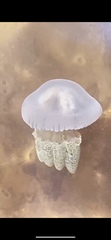 Catostylus
