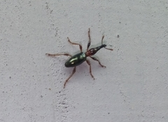 Cylas formicarius