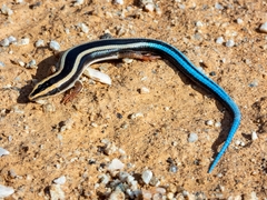 Dwarf Plated Lizard photo 2