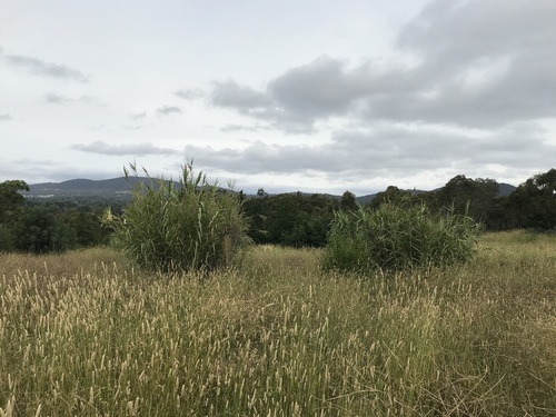 Arundo donax iNat (3)