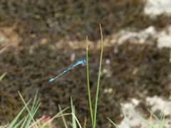 Coenagrion caerulescens
