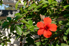 Hibiscus