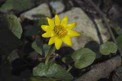 Ficaria verna calthifolia
