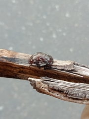 Ospidus chrysomeloides