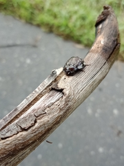 Ospidus chrysomeloides