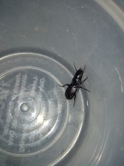 Secatophus australis