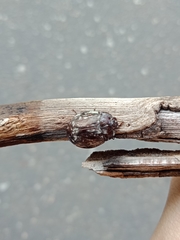 Ospidus chrysomeloides