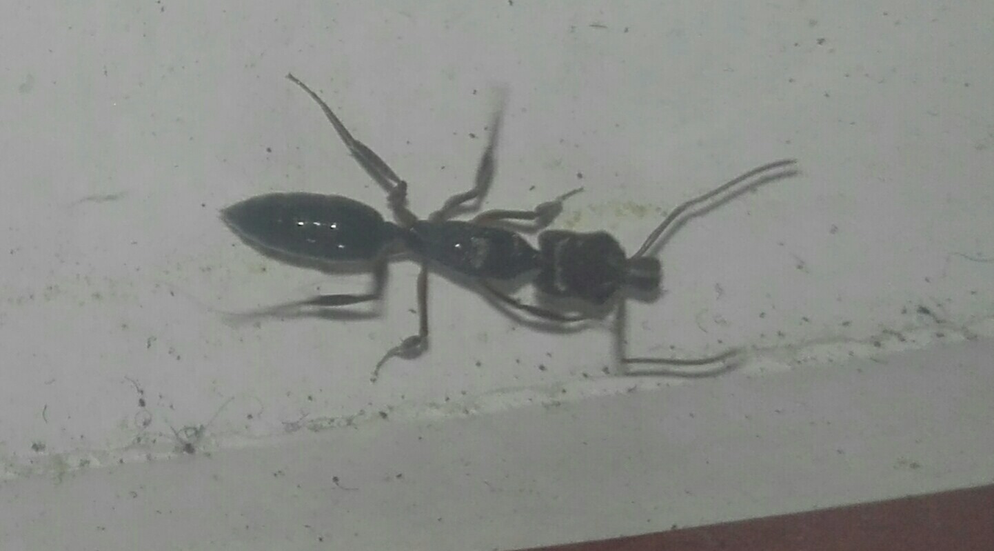 Odontomachus