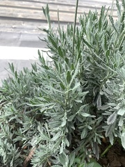 Lavandula