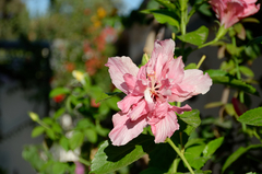 Hibiscus rosa-sinensis