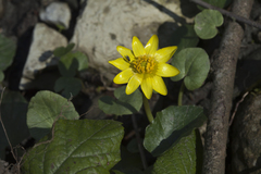 Ficaria verna calthifolia