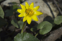 Ficaria verna calthifolia