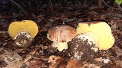Butyriboletus persolidus