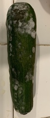 Cucumis sativus