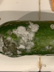 Cucumis sativus
