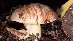 Butyriboletus persolidus