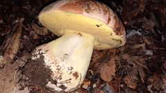 Butyriboletus persolidus