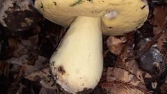 Butyriboletus persolidus