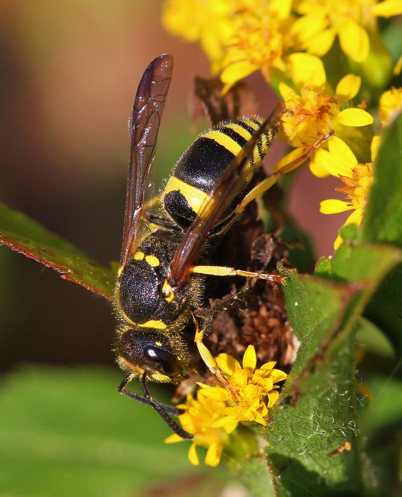 Wall Mason Wasp