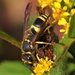 Wall Mason Wasp - Photo (c) Denis Doucet, some rights reserved (CC BY-NC), uploaded by Denis Doucet