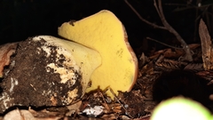 Butyriboletus persolidus