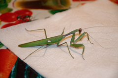Sphodromantis viridis