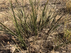 Lomandra leucocephala