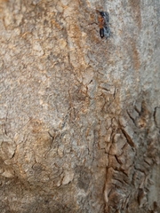 Camponotus consobrinus