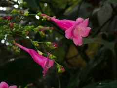 Strobilanthes hamiltoniana