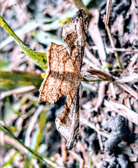 Lepidoptera