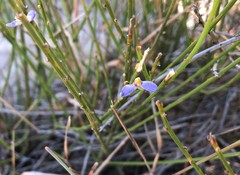 Comesperma scoparium