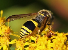 Ancistrocerus parietum