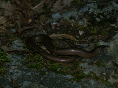 Anguis fragilis