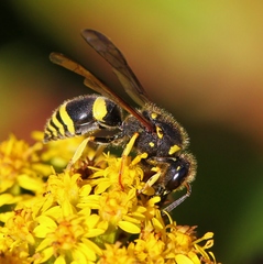 Ancistrocerus parietum