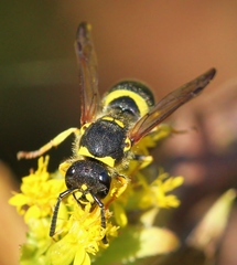 Ancistrocerus parietum