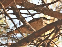 Turdus naumanni