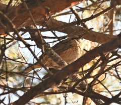 Turdus naumanni