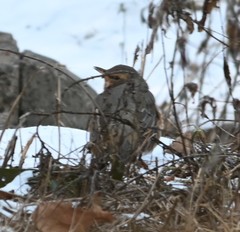 Turdus naumanni