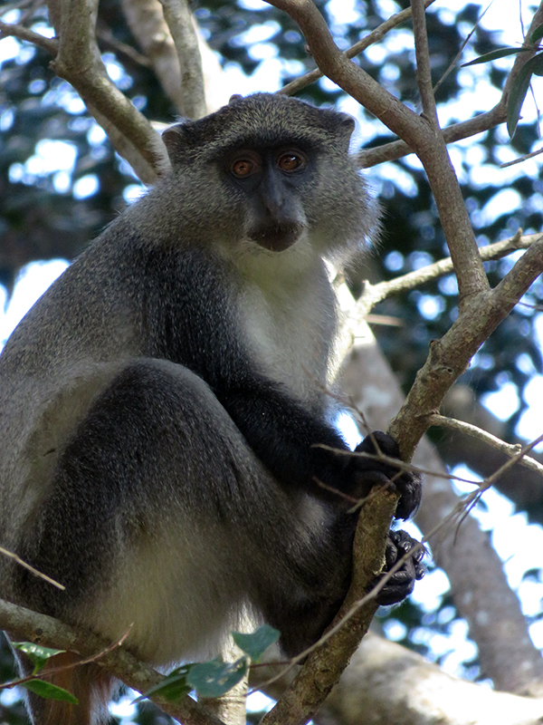 White-throated Samango (Cercopithecus mitis erythrarchus) - Know Your ...
