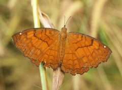 Ariadne ariadne pallidior