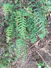 Blechnum molle