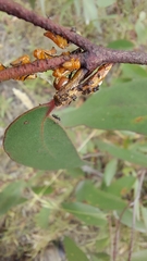 Eurymeloides bicincta