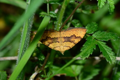 Chrysolarentia correlata