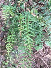 Blechnum molle