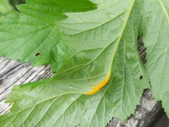 Triphragmium ulmariae